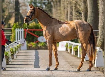 Westphalien, Hongre, 4 Ans, 172 cm, Alezan