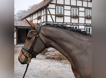 Westphalien, Hongre, 4 Ans, 172 cm, Bai