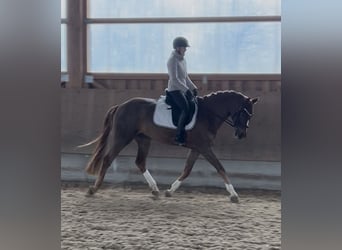 Westphalien, Hongre, 4 Ans, 173 cm, Alezan brûlé