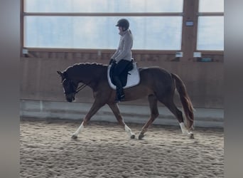 Westphalien, Hongre, 4 Ans, 173 cm, Alezan brûlé