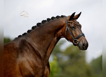 Westphalien, Hongre, 4 Ans, 173 cm, Bai