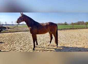 Westphalien, Hongre, 4 Ans, 173 cm, Bai