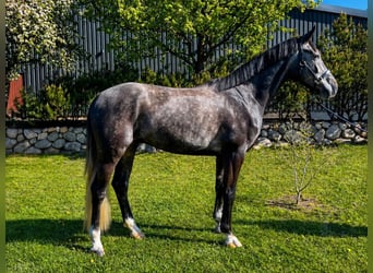 Westphalien, Hongre, 4 Ans, 173 cm, Gris pommelé