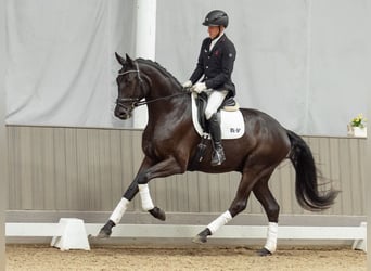 Westphalien, Hongre, 4 Ans, 174 cm, Bai brun foncé