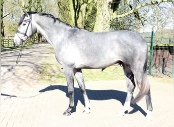 Westphalien, Hongre, 4 Ans, 174 cm, Gris