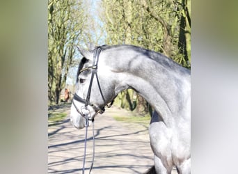 Westphalien, Hongre, 4 Ans, 174 cm, Gris