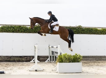 Westphalien, Hongre, 4 Ans, 175 cm, Bai