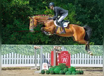 Westphalien, Hongre, 4 Ans, 176 cm, Bai