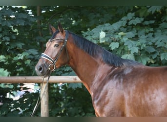 Westphalien, Hongre, 4 Ans, 177 cm, Bai