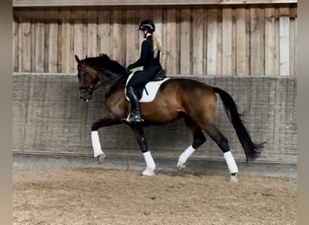 Westphalien, Hongre, 4 Ans, 177 cm, Bai