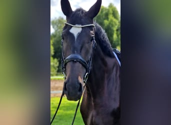 Westphalien, Hongre, 4 Ans, 180 cm, Bai brun foncé