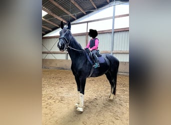 Westphalien, Hongre, 4 Ans, 180 cm, Noir