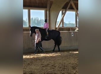 Westphalien, Hongre, 4 Ans, 182 cm, Noir
