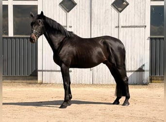 Westphalien, Hongre, 4 Ans, 182 cm, Noir