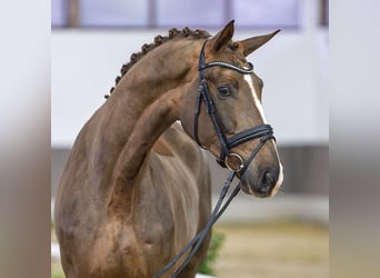Westphalien, Hongre, 4 Ans, Alezan brûlé