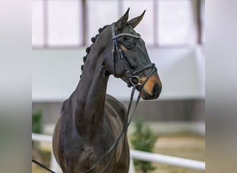 Westphalien, Hongre, 4 Ans, Bai brun