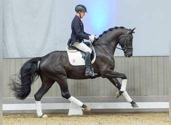 Westphalien, Hongre, 4 Ans