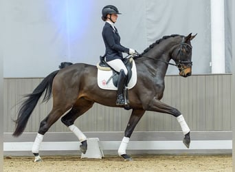 Westphalien, Hongre, 4 Ans