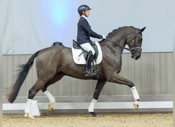 Westphalien, Hongre, 4 Ans, Noir