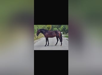 Westphalien Croisé, Hongre, 5 Ans, 155 cm, Bai brun