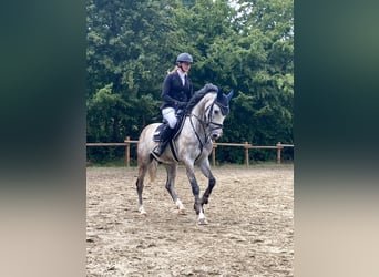 Westphalien, Hongre, 5 Ans, 160 cm, Gris