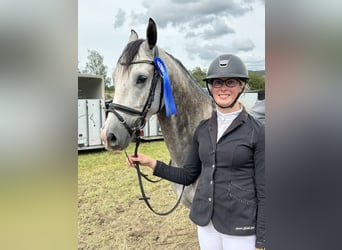 Westphalien, Hongre, 5 Ans, 160 cm, Gris