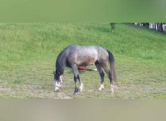 Westphalien, Hongre, 5 Ans, 160 cm, Gris