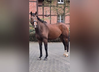 Westphalien, Hongre, 5 Ans, 162 cm, Bai