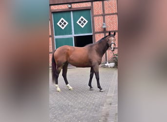 Westphalien, Hongre, 5 Ans, 162 cm, Bai