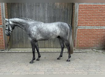 Westphalien, Hongre, 5 Ans, 162 cm