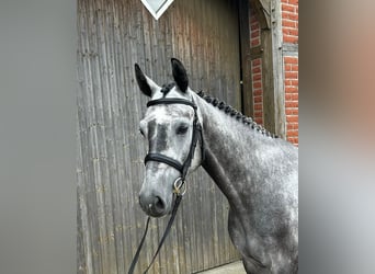 Westphalien, Hongre, 5 Ans, 162 cm