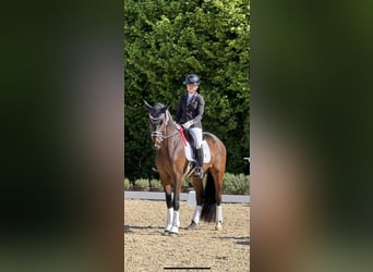 Westphalien, Hongre, 5 Ans, 163 cm, Bai