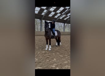 Westphalien, Hongre, 5 Ans, 163 cm, Bai