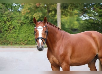 Westphalien, Hongre, 5 Ans, 165 cm, Alezan