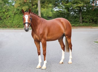 Westphalien, Hongre, 5 Ans, 165 cm, Alezan
