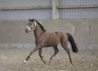 Westphalien, Hongre, 5 Ans, 165 cm, Alezan cuivré
