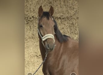 Westphalien, Hongre, 5 Ans, 165 cm, Alezan cuivré