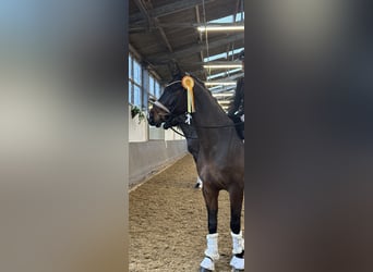 Westphalien, Hongre, 5 Ans, 165 cm, Bai brun