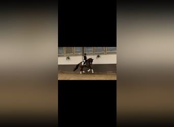 Westphalien, Hongre, 5 Ans, 165 cm, Bai brun