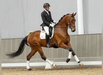 Westphalien, Hongre, 5 Ans, 165 cm, Bai
