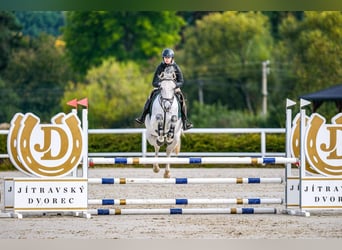 Westphalien, Hongre, 5 Ans, 165 cm, Gris