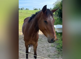 Westphalien, Hongre, 5 Ans, 165 cm, Peut devenir gris
