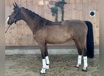 Westphalien, Hongre, 5 Ans, 166 cm, Bai