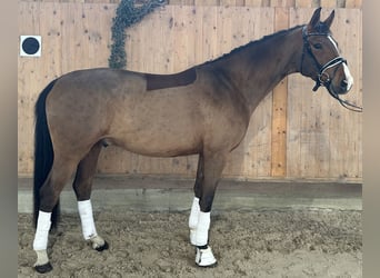 Westphalien, Hongre, 5 Ans, 166 cm, Bai