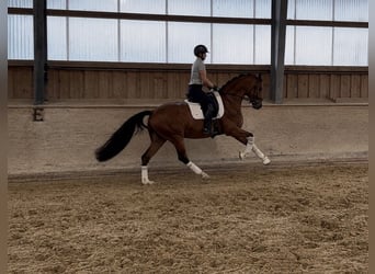 Westphalien, Hongre, 5 Ans, 166 cm, Bai