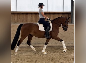 Westphalien, Hongre, 5 Ans, 166 cm, Bai