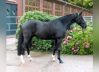 Westphalien, Hongre, 5 Ans, 166 cm, Noir