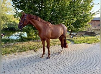 Westphalien, Hongre, 5 Ans, 167 cm, Alezan brûlé