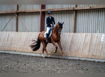 Westphalien, Hongre, 5 Ans, 167 cm, Alezan brûlé