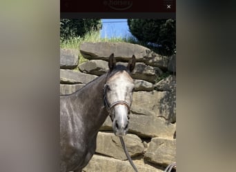 Westphalien, Hongre, 5 Ans, 167 cm, Gris